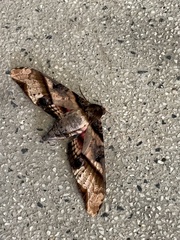 Amplypterus panopus