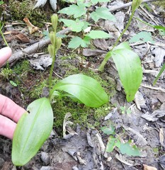 Liparis loeselii