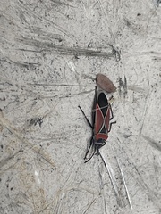 Neacoryphus bicrucis