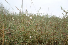 Petrosimonia triandra