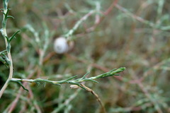 Petrosimonia triandra