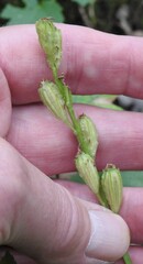Liparis loeselii