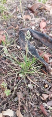 Poa annua
