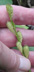 Liparis loeselii
