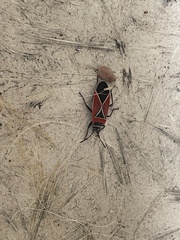 Neacoryphus bicrucis