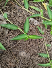 Commelina