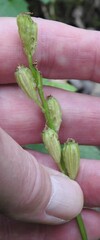 Liparis loeselii
