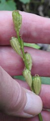 Liparis loeselii