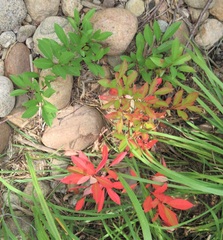 Vaccinioideae