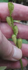 Liparis loeselii