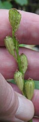 Liparis loeselii