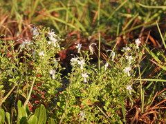 Trichostema nesophilum