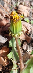 Taraxacum