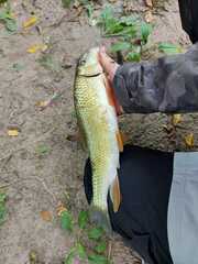 Moxostoma erythrurum