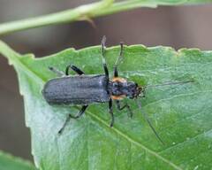 Cantharis paradoxa