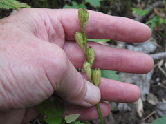 Liparis loeselii