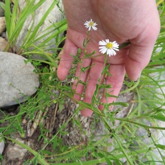 Symphyotrichum ontarionis