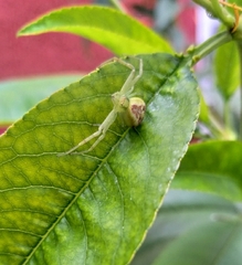 Thomisidae