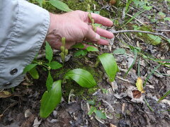 Liparis loeselii