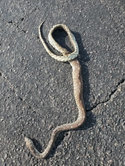 Pituophis catenifer affinis