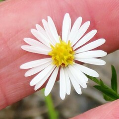 Symphyotrichum ontarionis