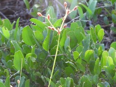 Fimbristylis castanea