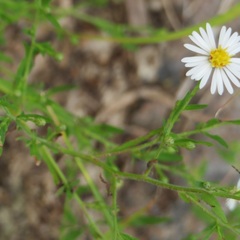 Symphyotrichum ontarionis