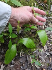 Liparis loeselii