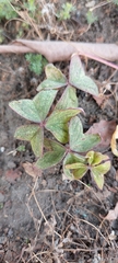 Oxalis latifolia