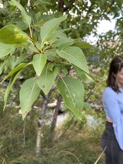 Populus trichocarpa