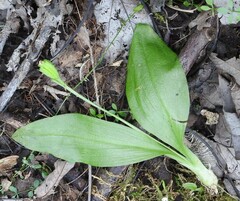 Liparis loeselii
