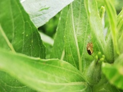 Insecta