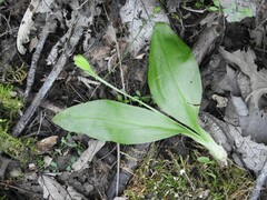 Liparis loeselii