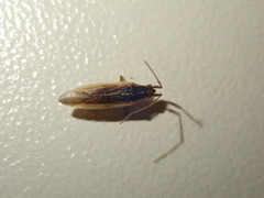 Stenodema holsata