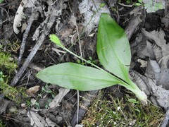Liparis loeselii