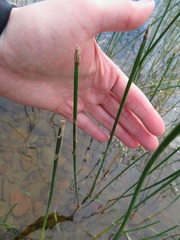 Eleocharis palustris
