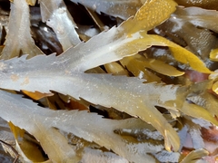 Fucus serratus