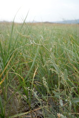 Atriplex pedunculata