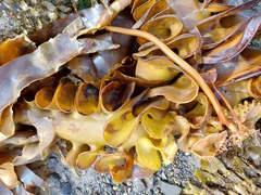 Saccorhiza polyschides