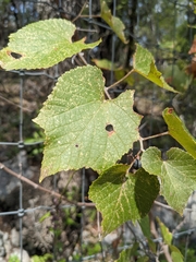 Vitis monticola