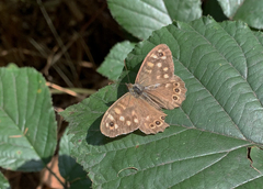 Pararge aegeria