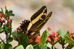 Heraclides andraemon andraemon