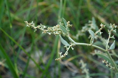 Atriplex pedunculata