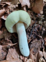 Russula virescens