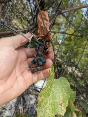 Vitis monticola