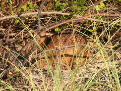 Sylvilagus palustris