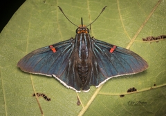 Phocides lilea