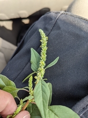 Amaranthus