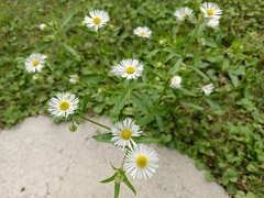 Erigeron strigosus