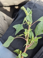 Amaranthus
